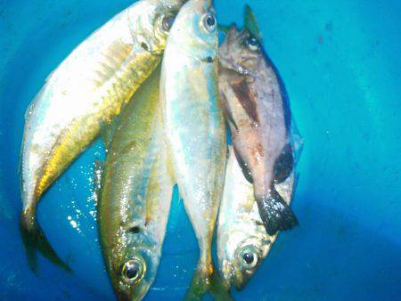 今日もアジさん！